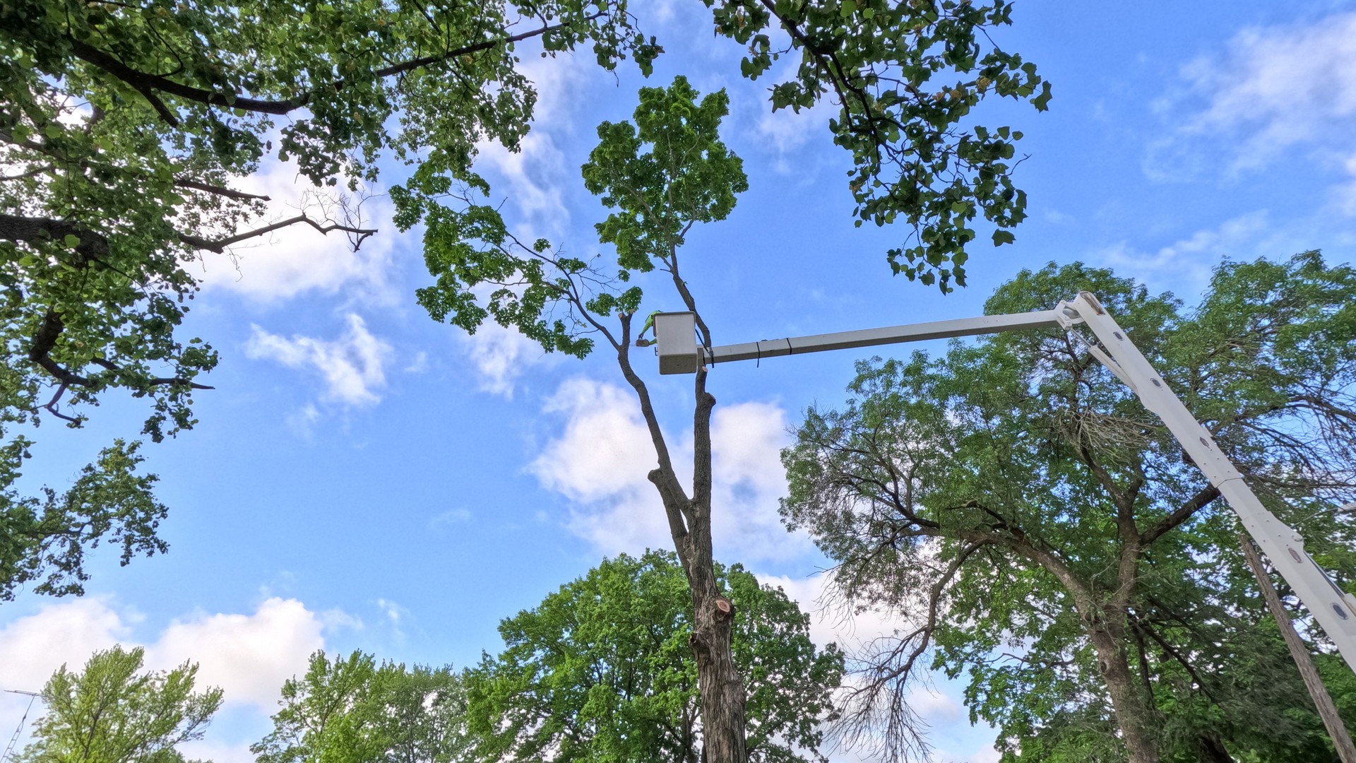 Worker in an Elevated Bucket Lift Works to Cut Down a Large Tree