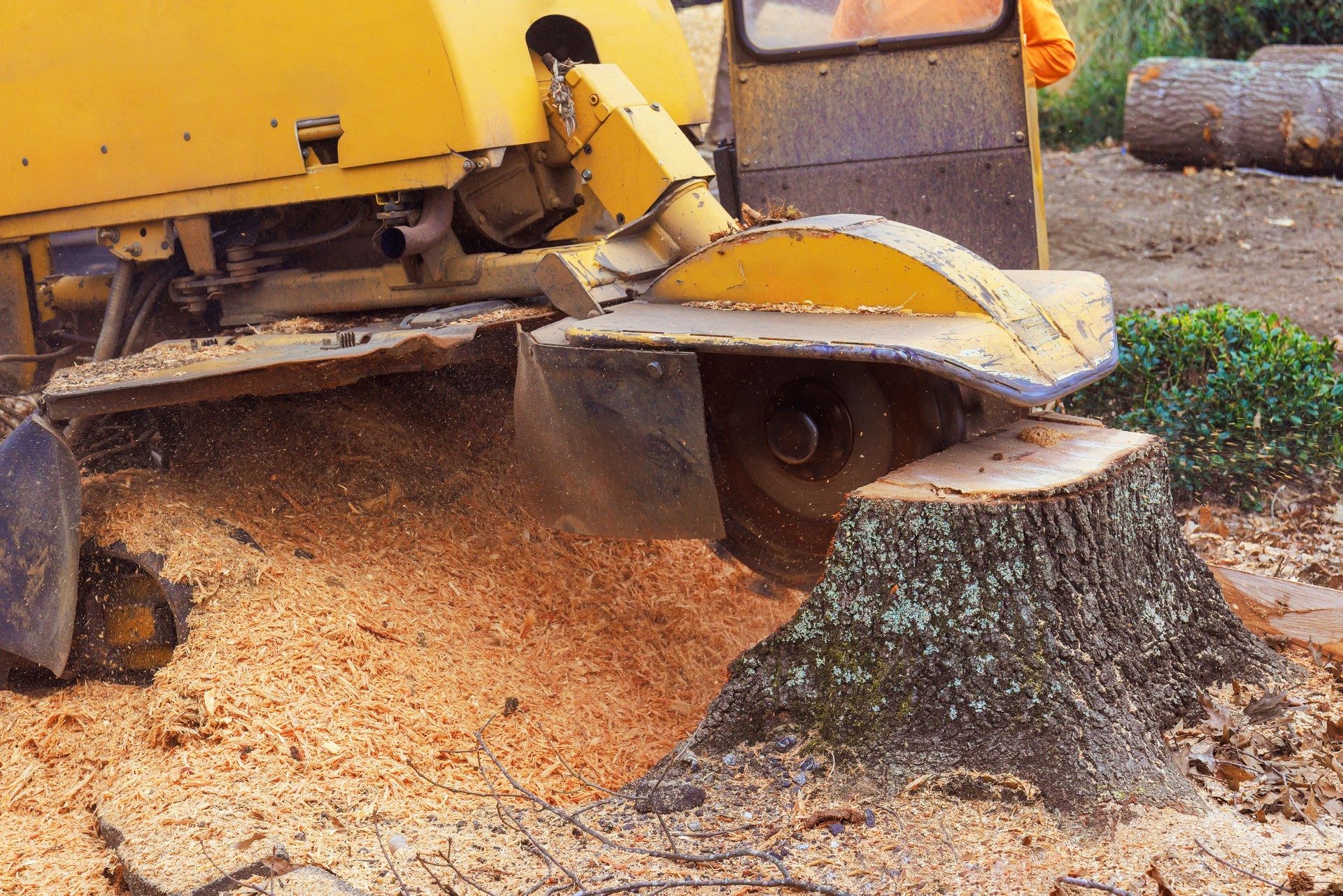 Tree stump grinding process in forested area during daylight hours with sawdust flying
