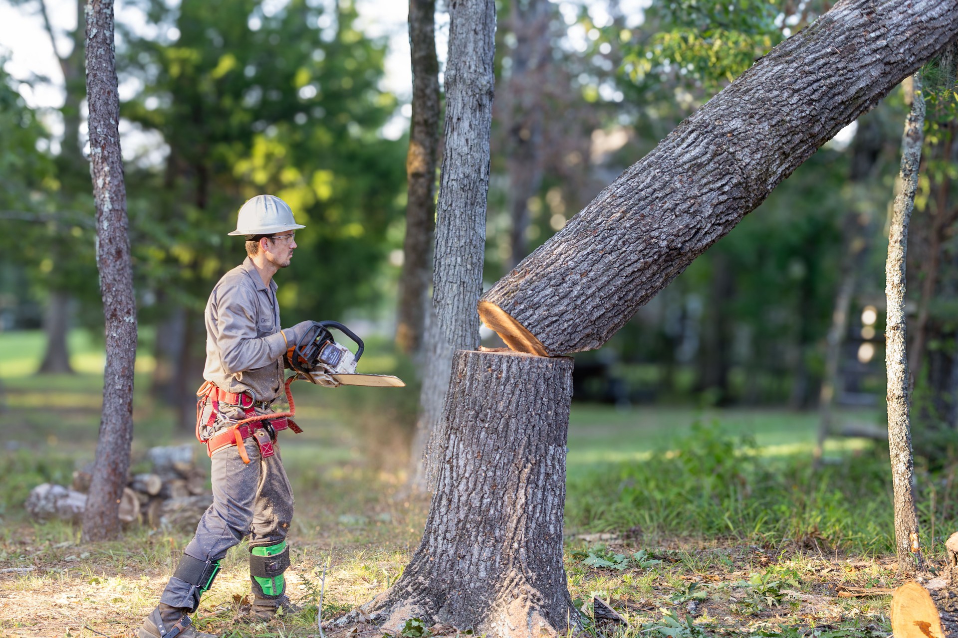 Tree trimmer using chainsaw and gear to cut down large oak tree.